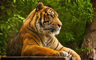 Tiger Live Wallpaper Aninal স্ক্রিনশট 2