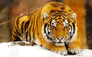 Tiger Live Wallpaper Aninal স্ক্রিনশট 3