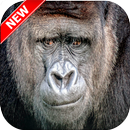 Gorilla Wallpaper HD 🦍 APK