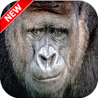 Gorilla Wallpaper icon