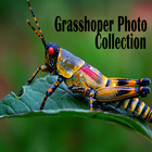 Grasshoper Photo Collection icône