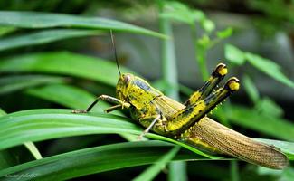 Grasshoper Photo Collection capture d'écran 1