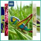 Grasshopper Wallpaper آئیکن