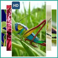 Grasshopper Wallpaper پوسٹر