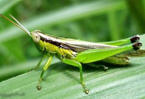 Grasshopper Wallpaper capture d'écran 1