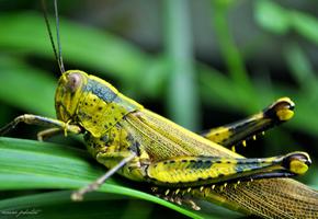 Grasshopper Wallpaper اسکرین شاٹ 3