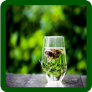 Green Tea Tips - Green Tea Benefits - Green Tea APK