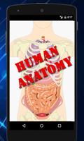 Human Anatomy Cartaz