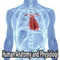Human Anatomy and Physiology