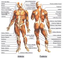 Human Anatomy and Physiology poster
