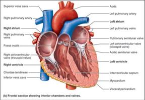 Human Anatomy and Physiology স্ক্রিনশট 1
