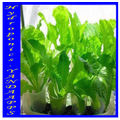 Hydroponics plants