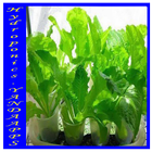 Hydroponics plants আইকন