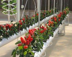 Hydroponics plants syot layar 2