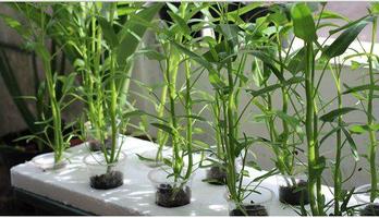 Hydroponics plants syot layar 3