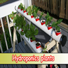 Hydroponics plants icon