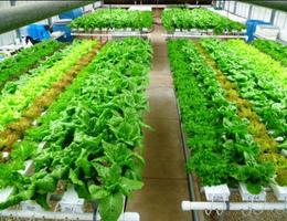 Hydroponics plants ảnh chụp màn hình 2