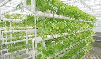 Hydroponics plants ảnh chụp màn hình 3