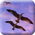 Birds HD Wallpapers
