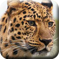 Leopars HD Wallpapers