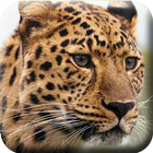 Leopars HD Wallpapers আইকন