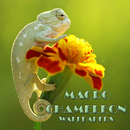 Papier peint animal caméléon APK