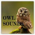 Owl Sounds