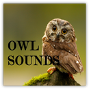 Owl Sounds APK