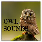 Owl Sounds icône