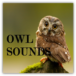 Owl Sounds