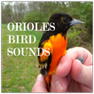 ”Oriole Bird Sounds