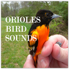 Oriole Bird Sounds icône