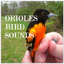 Oriole Bird Sounds APK