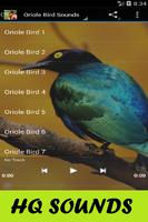 Oriole Bird Sounds Affiche