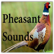 ”Pheasant Sounds