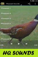 Pheasant Sounds Plakat
