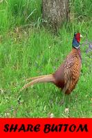 Pheasant Sounds capture d'écran 1