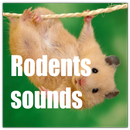 Rodents Sounds APK