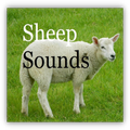 Sheep Sounds