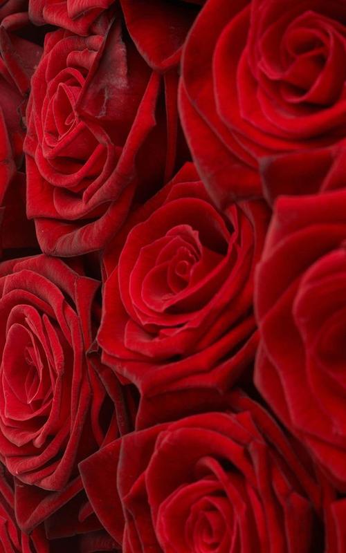 رمزيات ورود جميلة رائعة وردة حمراء معبرة عن الحب والرومانسية صور