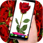 Rose HD New Wallpaper : 4K background آئیکن