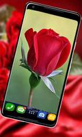 Rose HD New Wallpaper : 4K background ภาพหน้าจอ 2