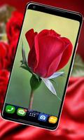 Rose HD New Wallpaper : 4K background imagem de tela 2