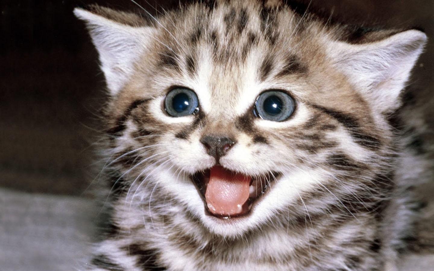 Cute Cat Wallpaper APK for Android Download