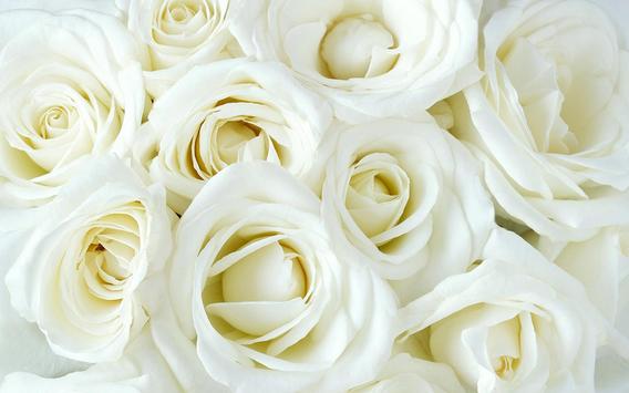 Wallpaper Bunga Mawar Putih<br/>