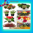 HD flowers photo APK