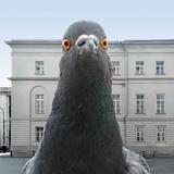 Симулятор Голубя 3D icône