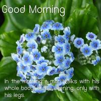 Good Morning Flower Images Affiche