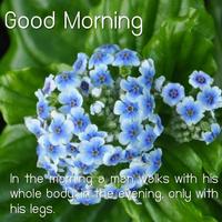 Good Morning Flower Images โปสเตอร์