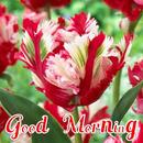 Good Morning Beautiful Flower APK